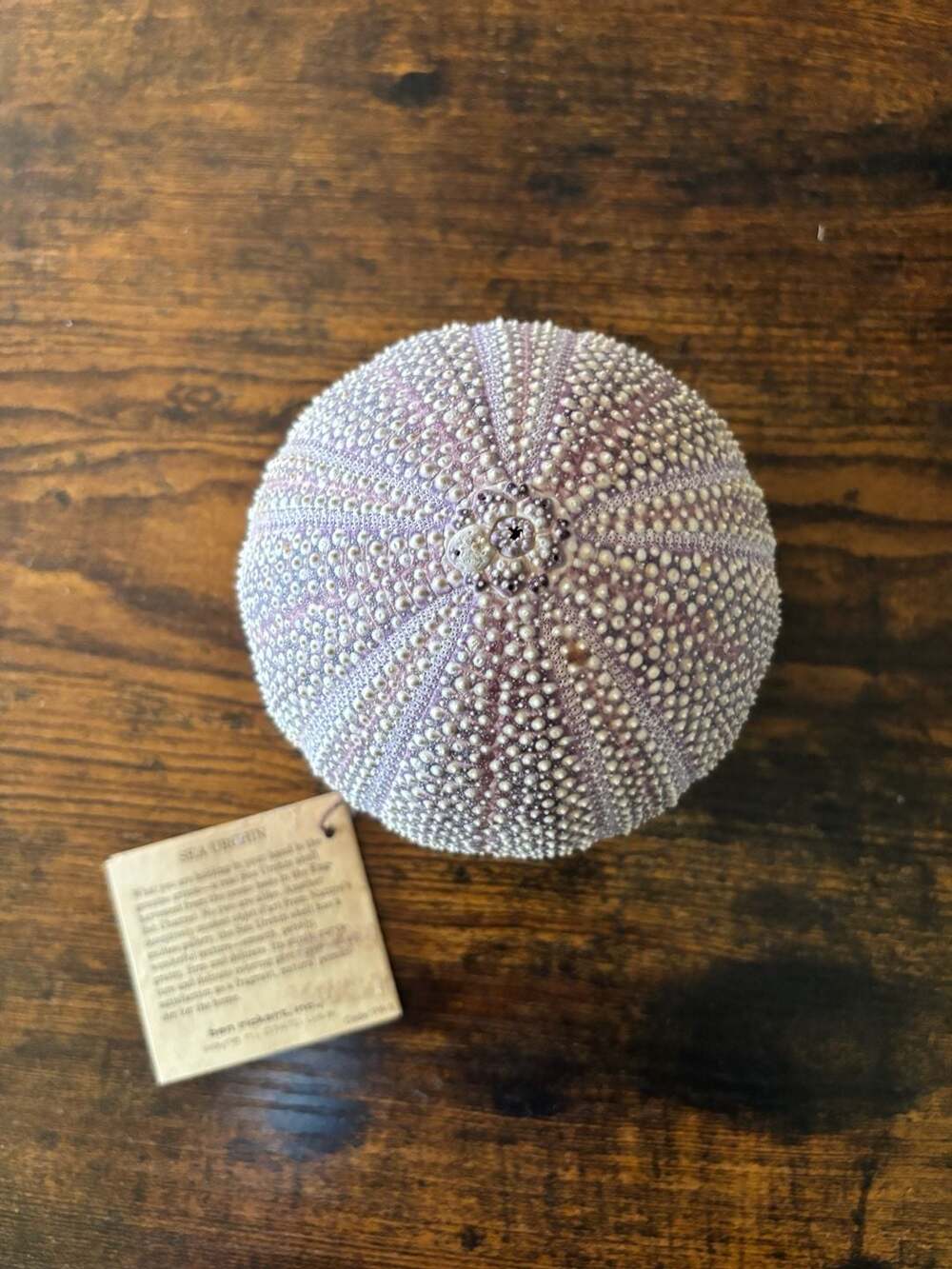 Vintage Ben Rickert Natural Sea Urchin Pomander Fragrance Decor